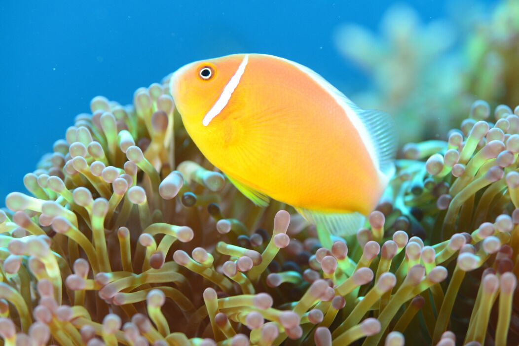 Photo of Others in Savusavu