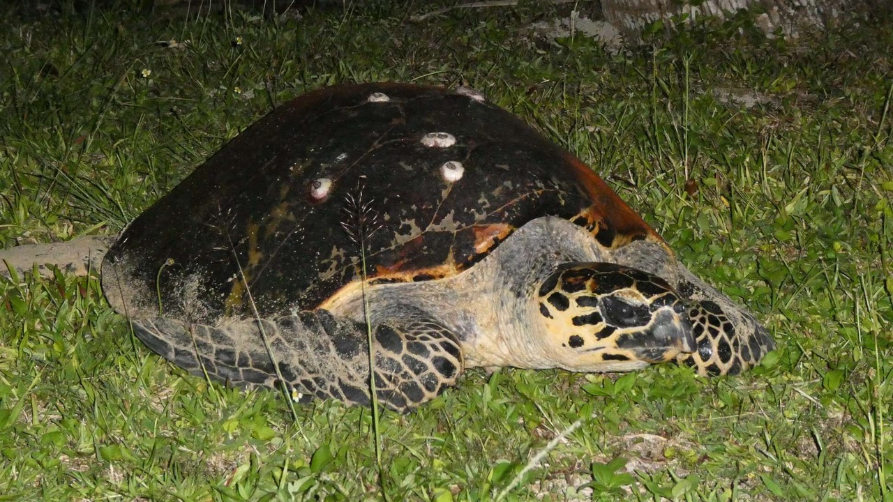 Photo of Others in Savusavu