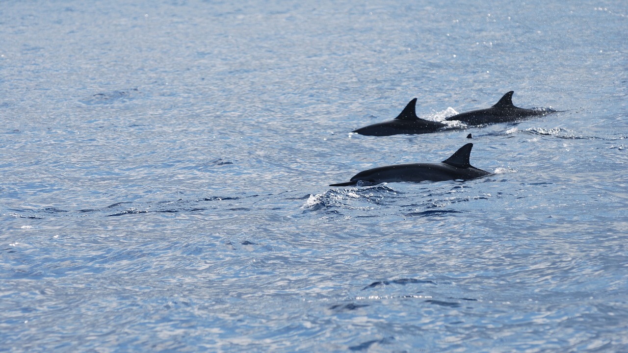 Photo of Others in Kailua-Kona
