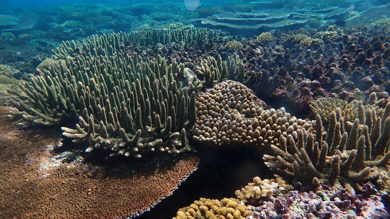 Photo of Outdoor in Savusavu