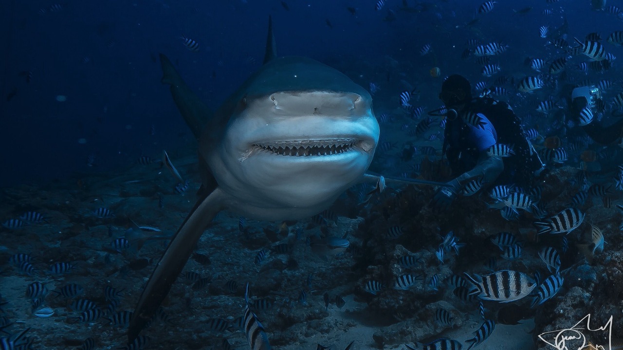 Photo of Others in Pacific Harbour