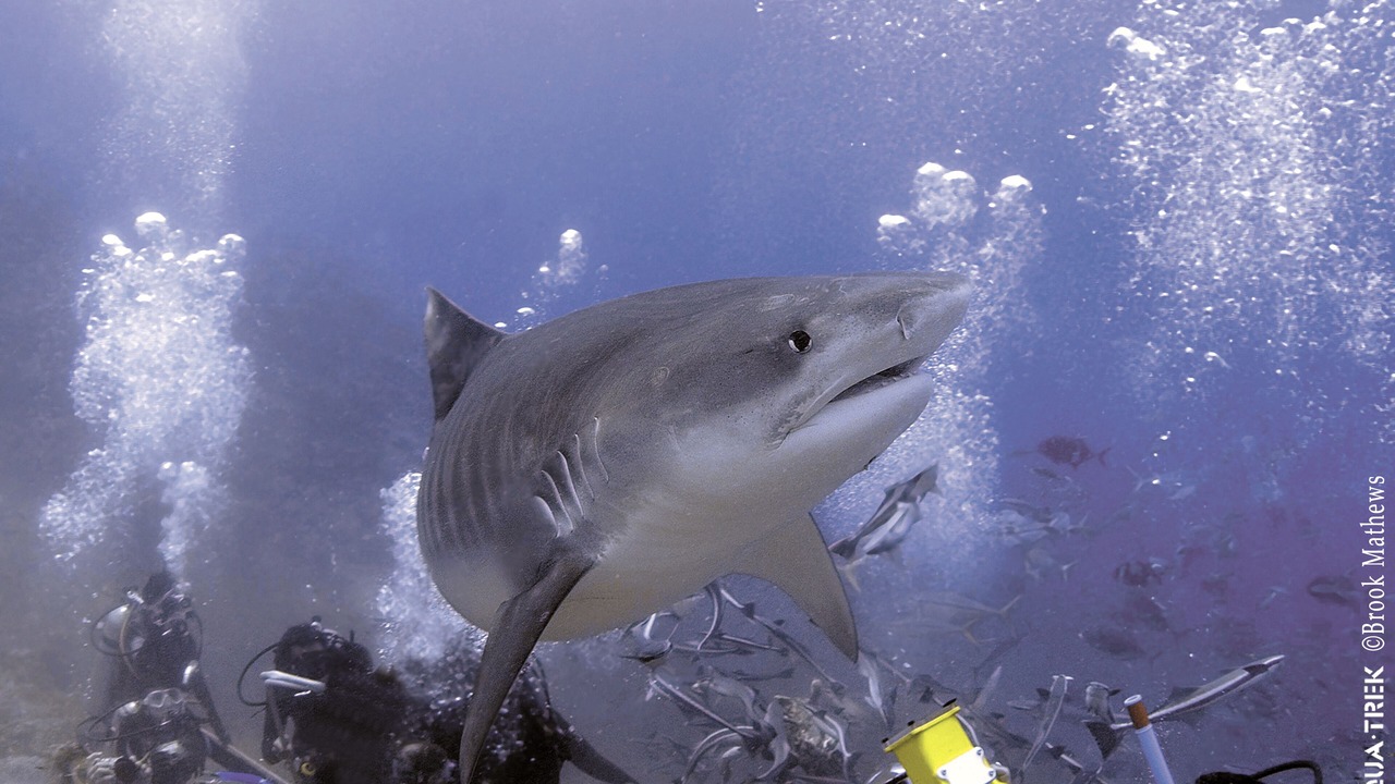 Photo of Others in Pacific Harbour