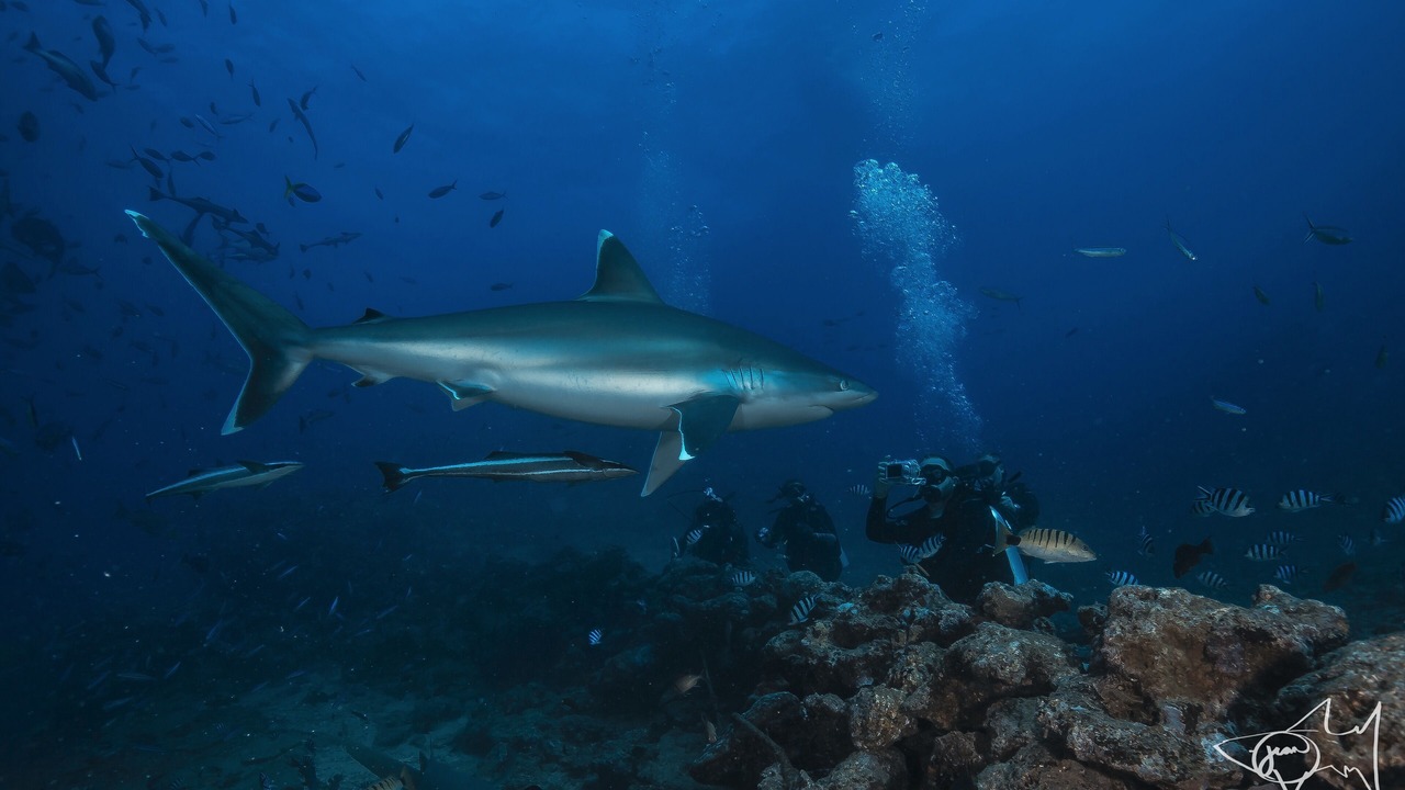 Photo of Others in Pacific Harbour
