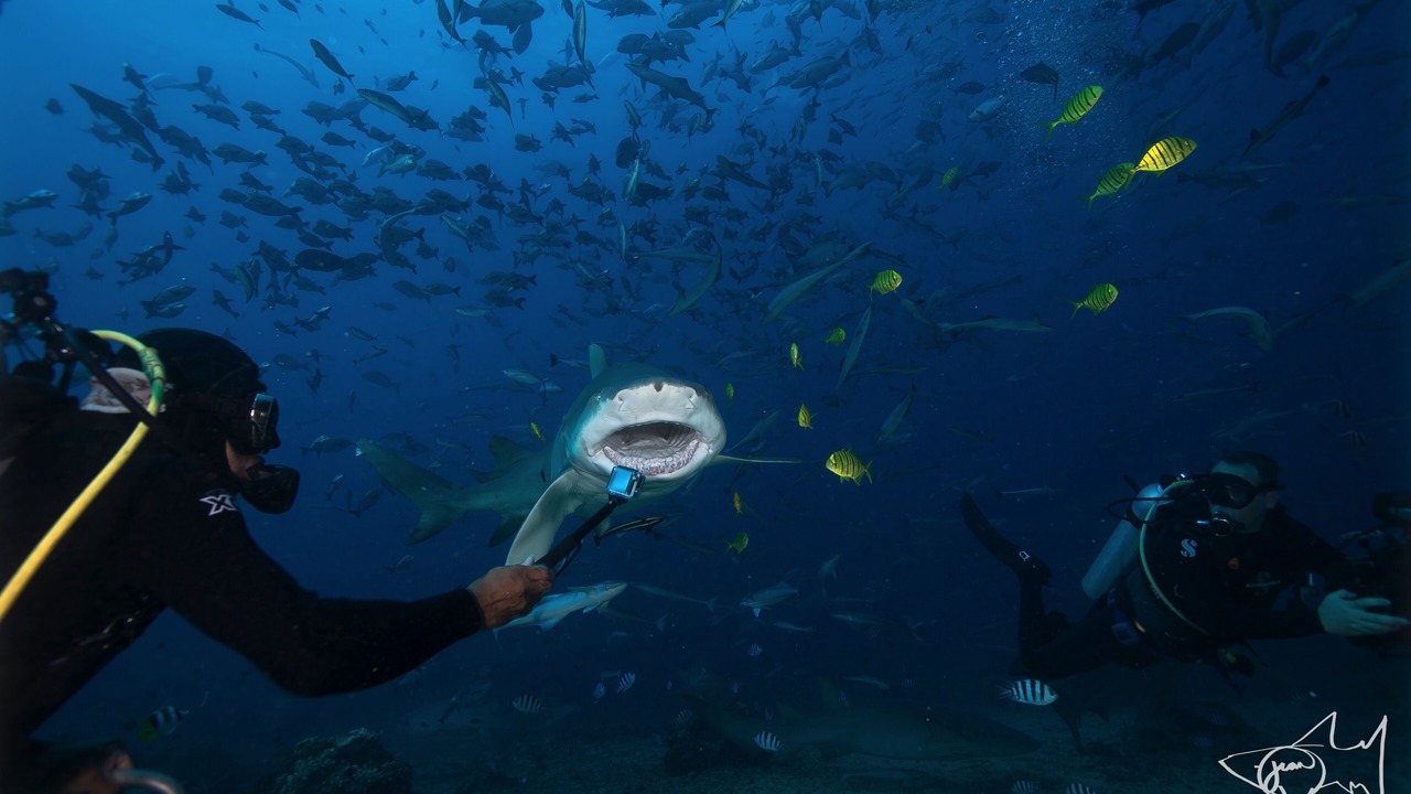 Photo of Others in Pacific Harbour
