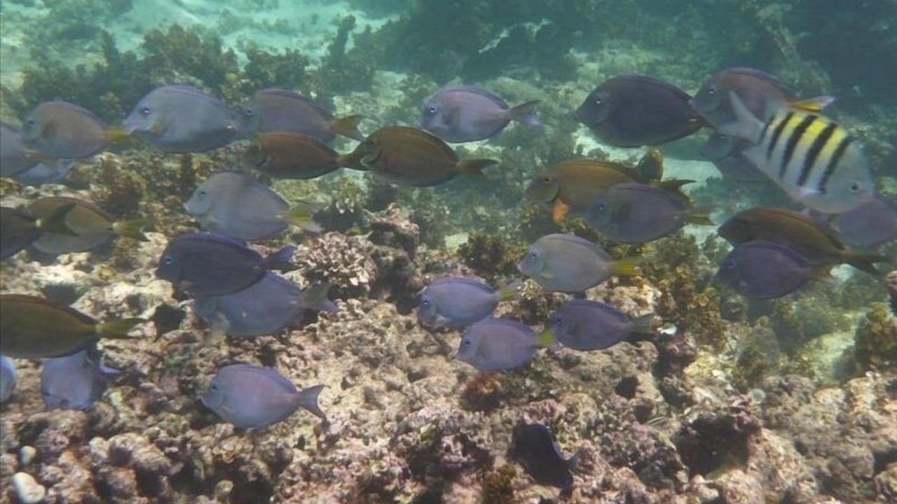 Photo of Others in Bavaro