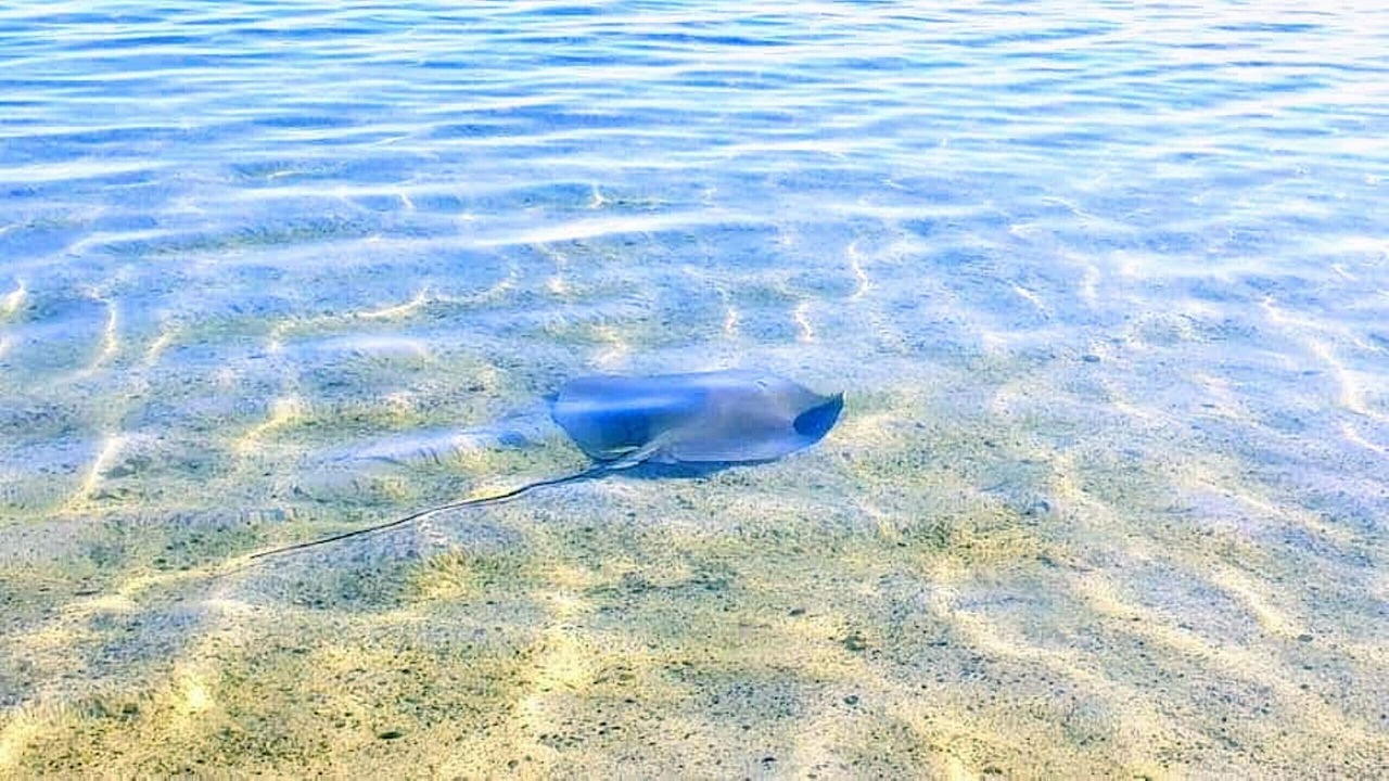 Photo of Others in Nu'urua