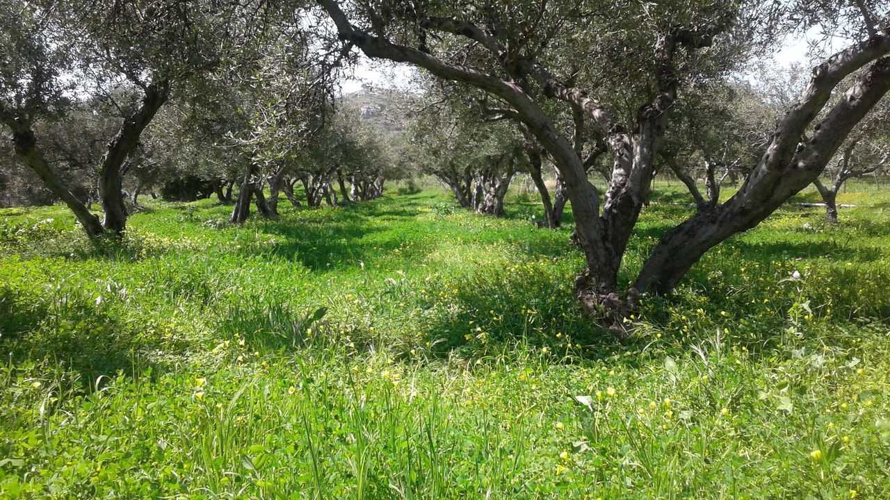 Photo of Others in Agios Vasileios