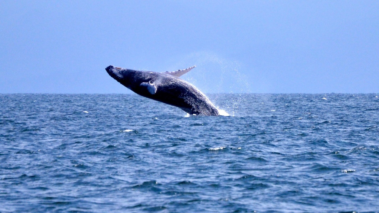 Photo of Others in Cabarete