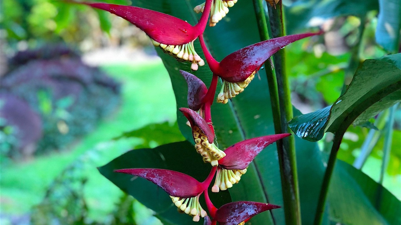 Photo of Outdoor in Taveuni Island East