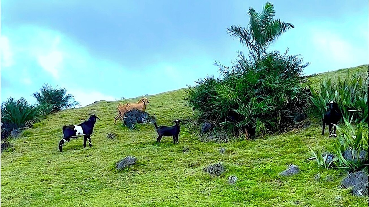 Photo of Outdoor in Las Galeras