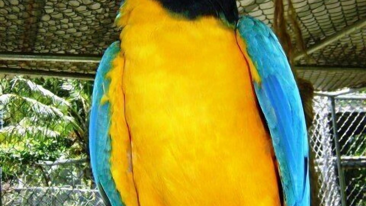 Photo of Others in La Mulata I