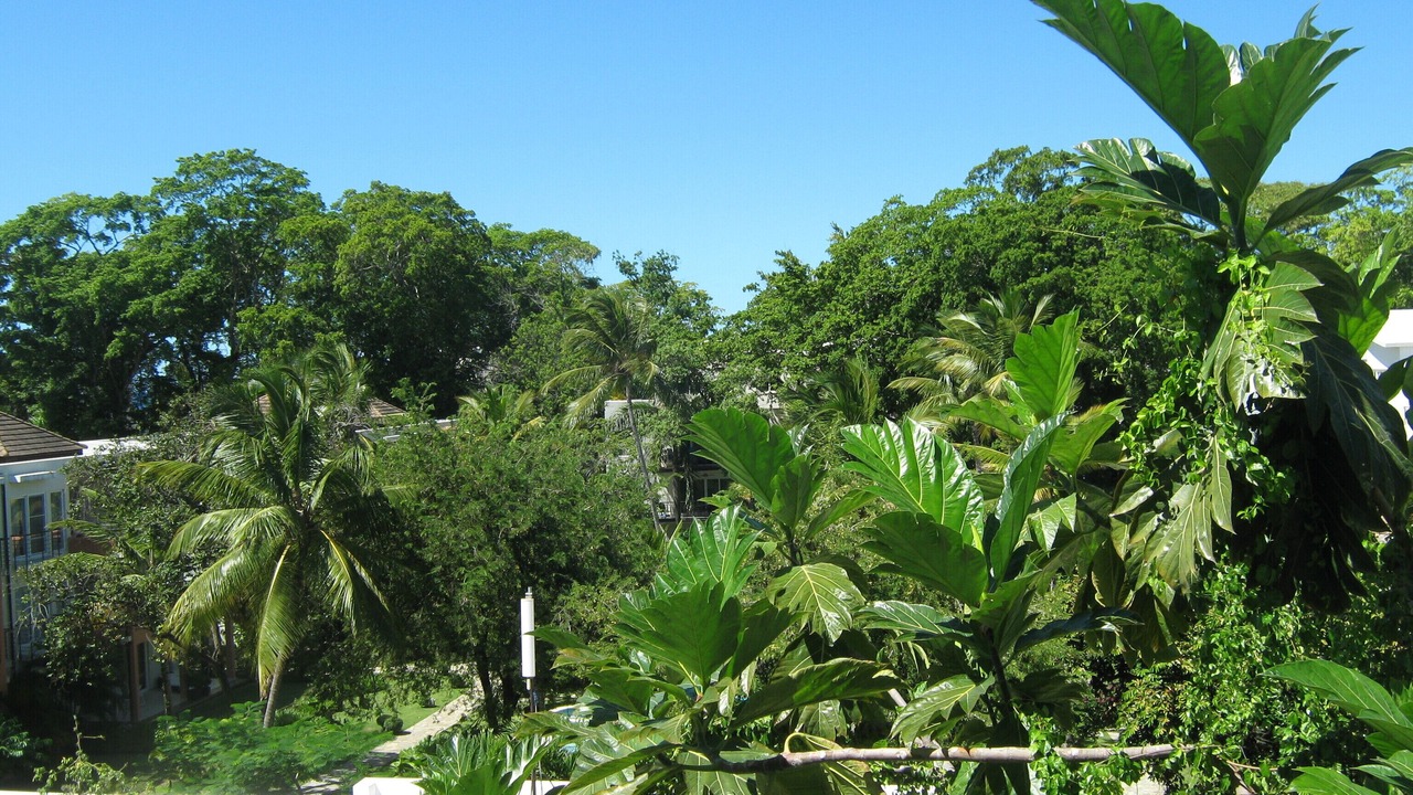 Photo of Outdoor in El Batey