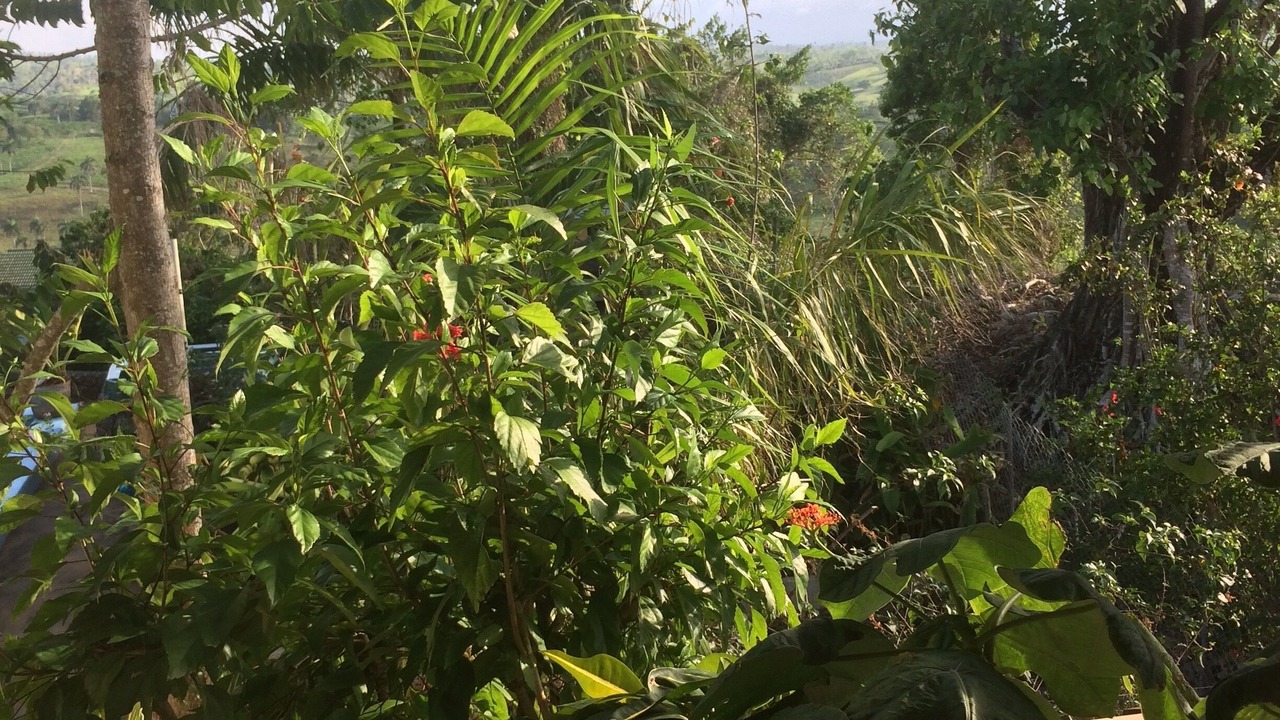 Photo of Outdoor in Rio San Juan
