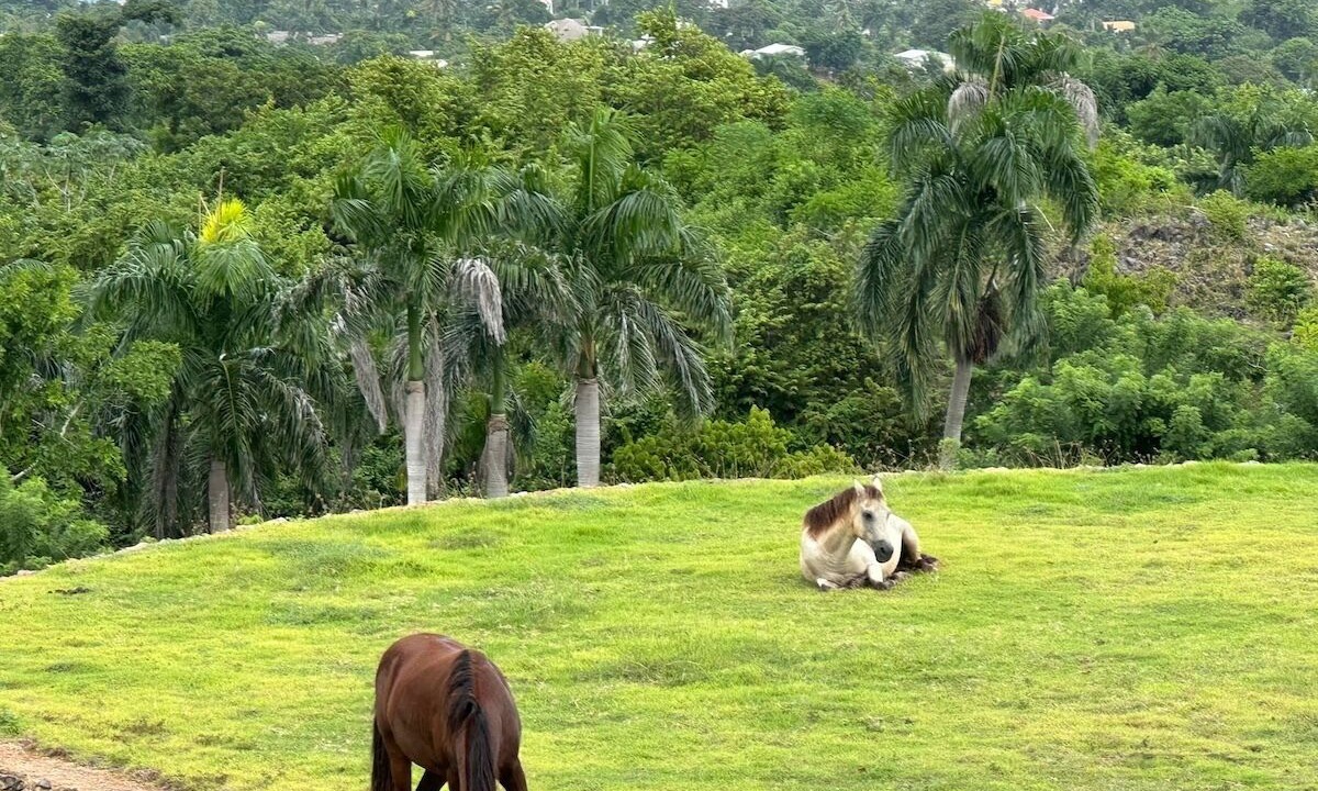 Photo of Outdoor in Las Galeras