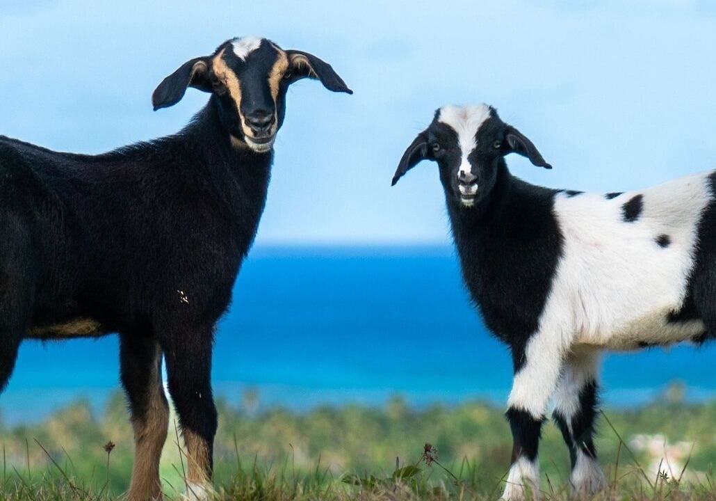 Photo of Others in Las Galeras