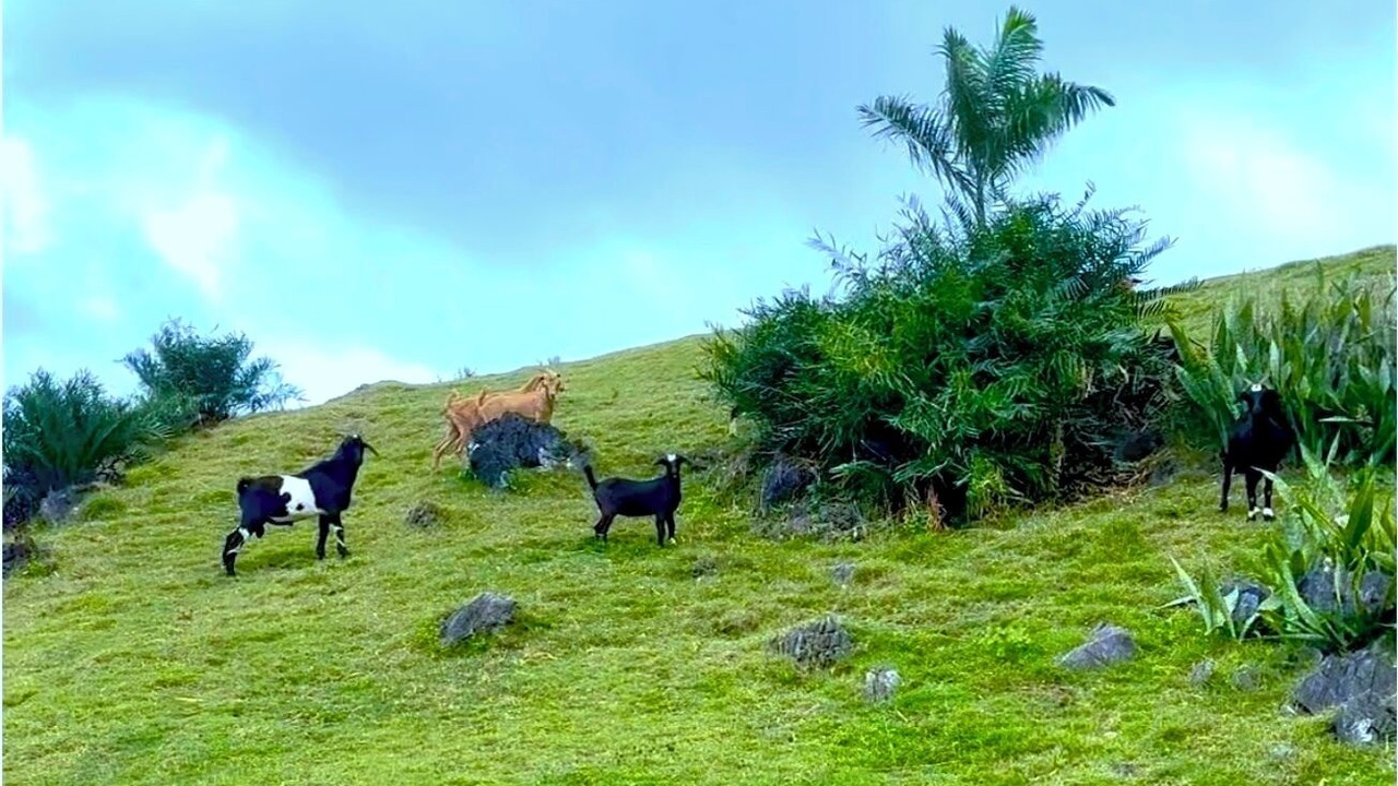 Photo of Others in Las Galeras