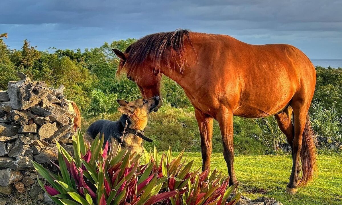 Photo of Outdoor in Las Galeras