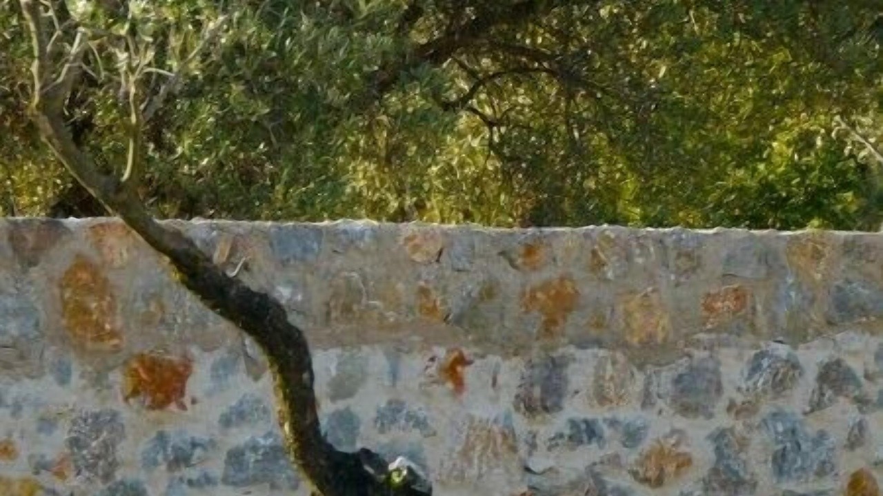 Photo of Others in Lindos