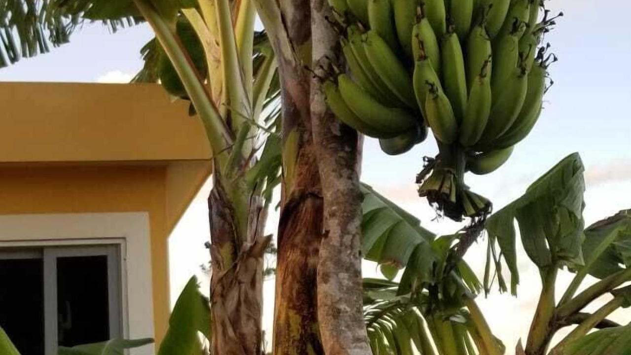 Photo of Others in La Mulata
