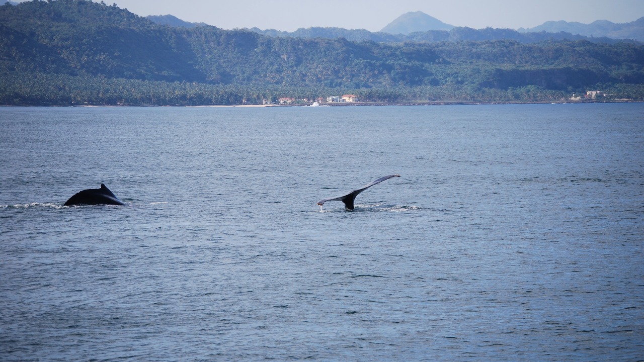 Photo of Others in Samana