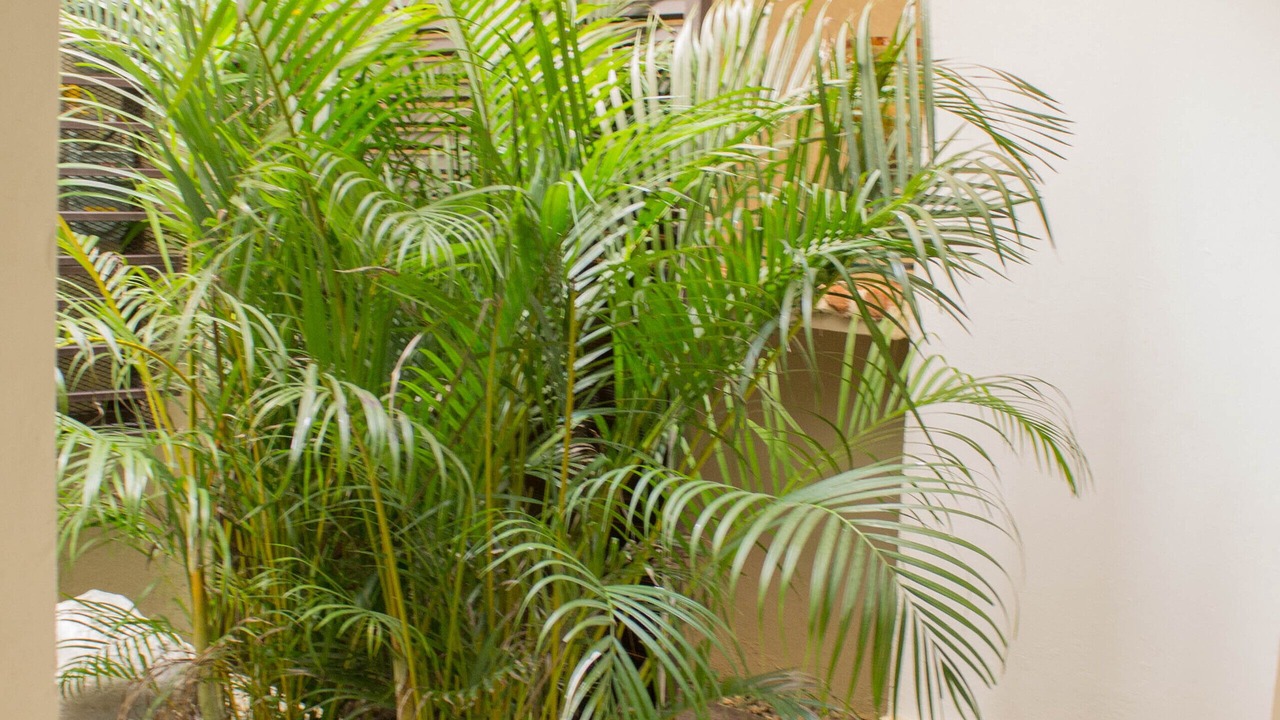 Photo of Outdoor in Ciudad Nueva