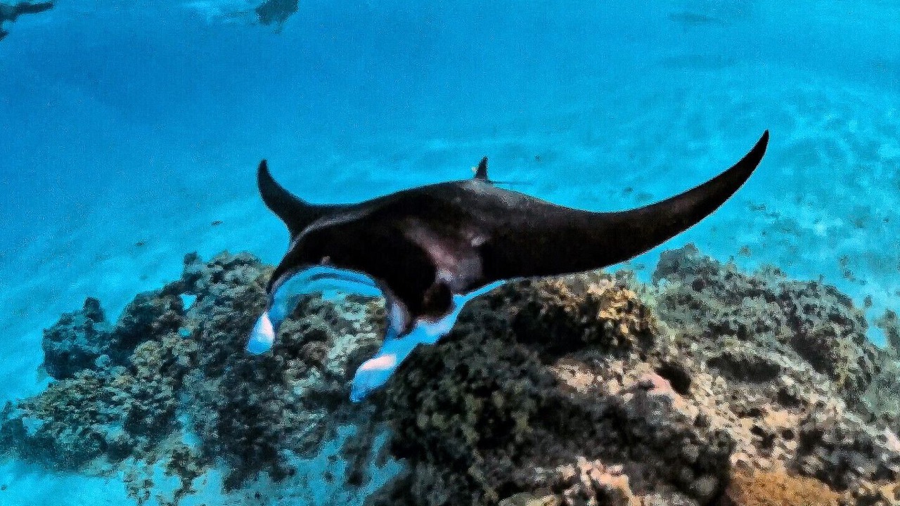 Photo of Others in Maupiti