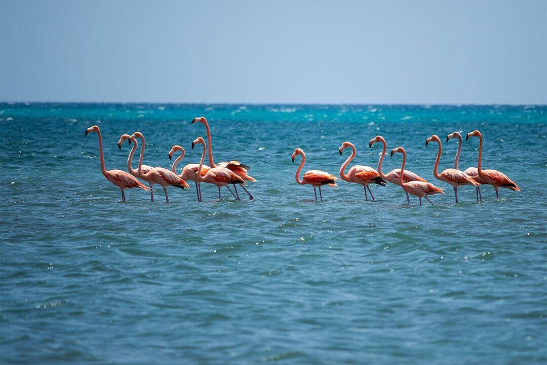 Photo of Others in Caribbean Islands