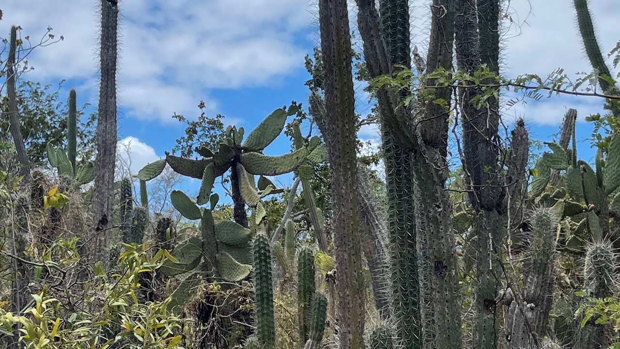 Photo of Others in Enriquillo