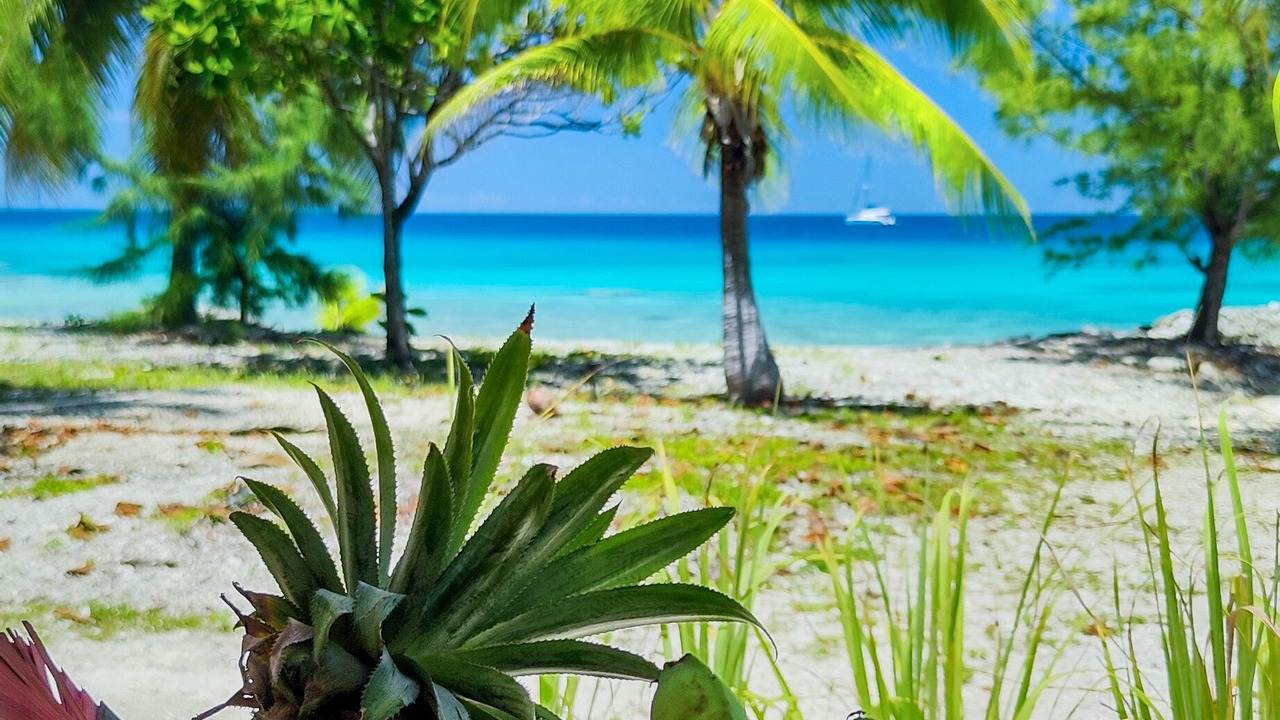 Photo of Others in Rangiroa