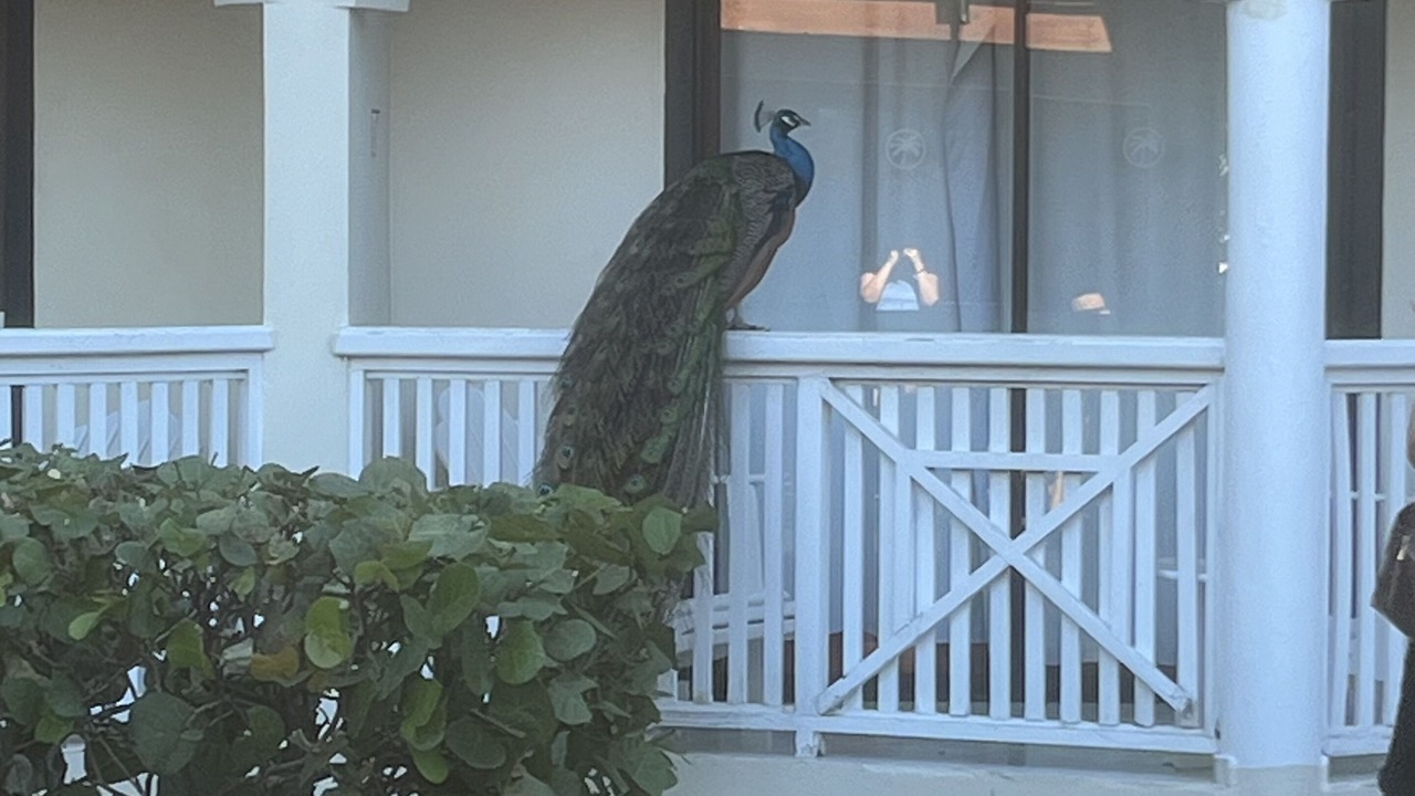 Photo of Outdoor in Los Brazos