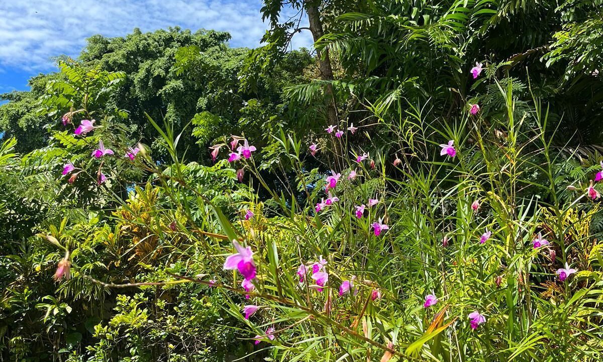 Photo of Outdoor in Pacific Harbour