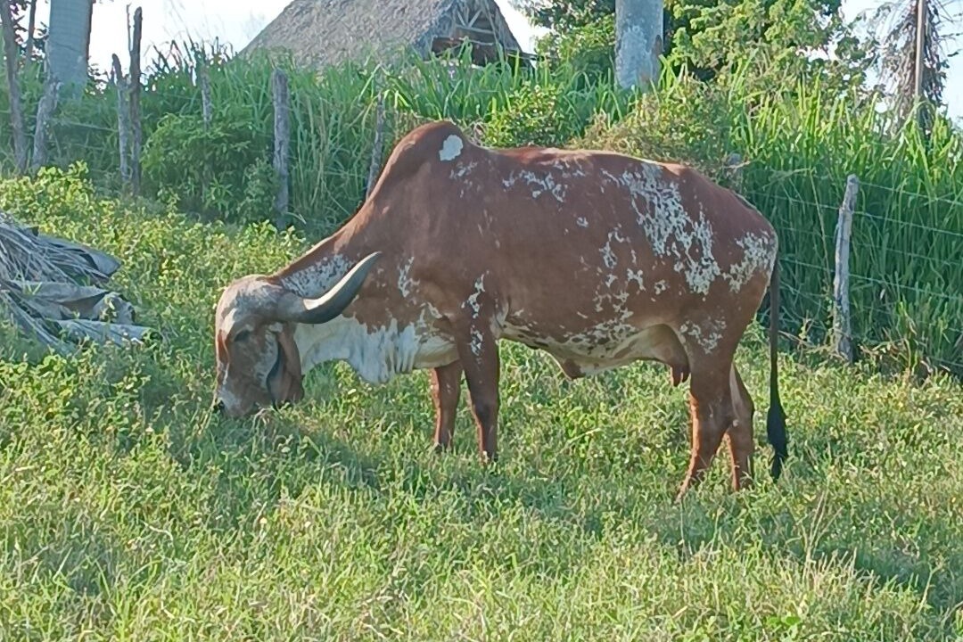 Photo of Outdoor in Imbert