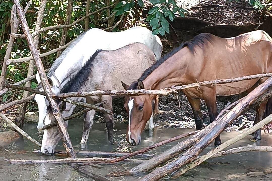 Photo of Outdoor in Imbert