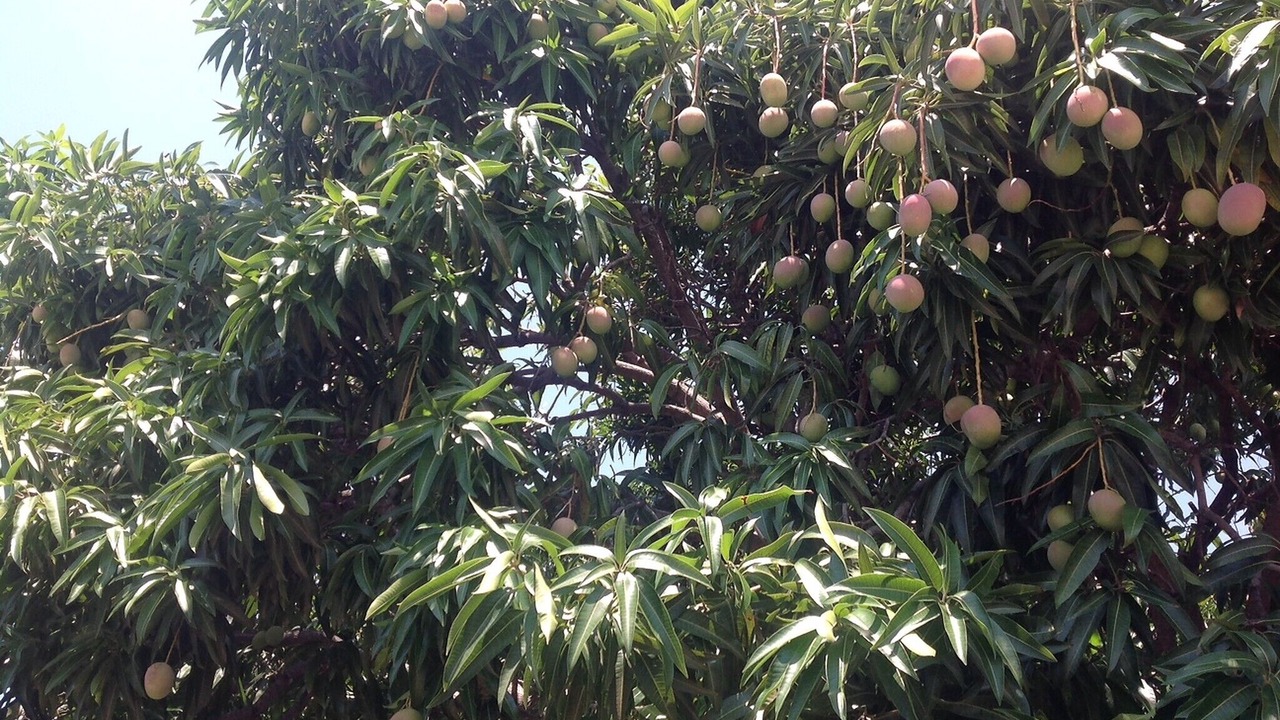 Photo of Outdoor in Bocacanasta