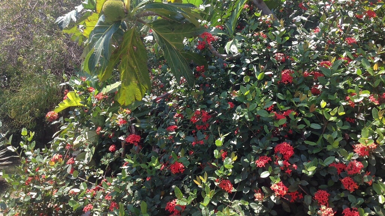 Photo of Outdoor in Bocacanasta