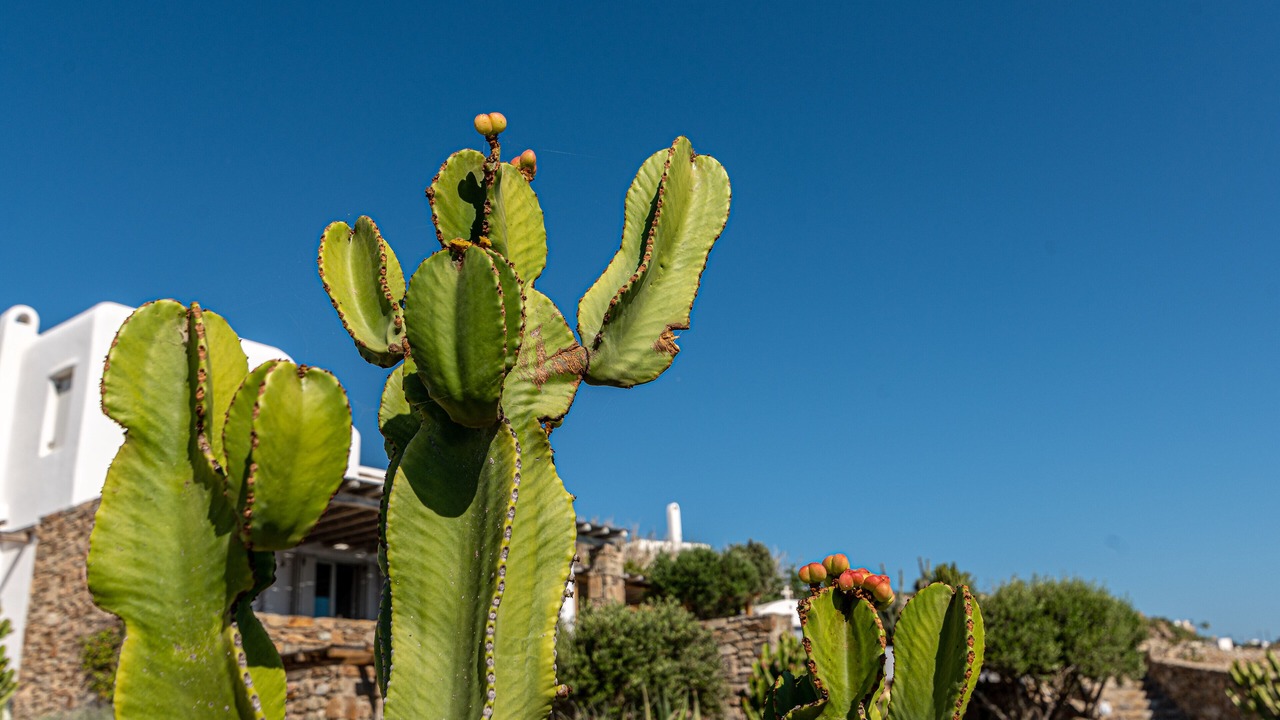 Photo of Outdoor in Mykonos