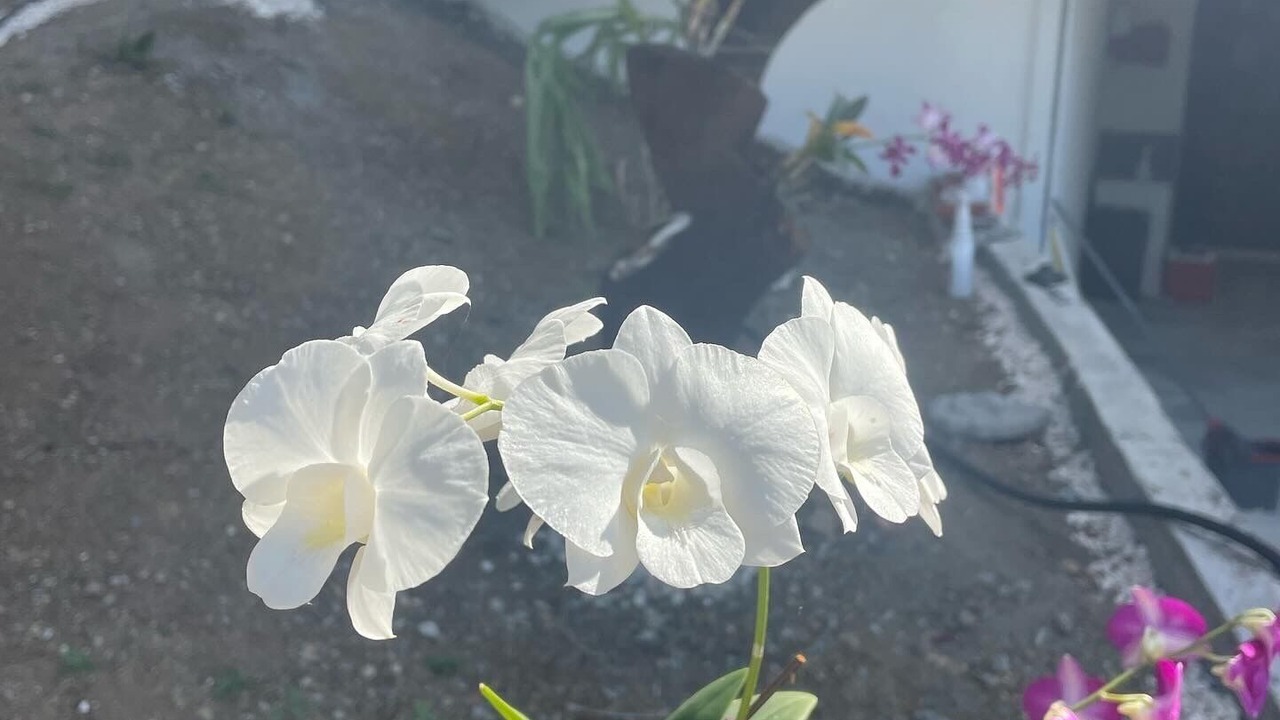 Photo of Outdoor in San Jose de Ocoa