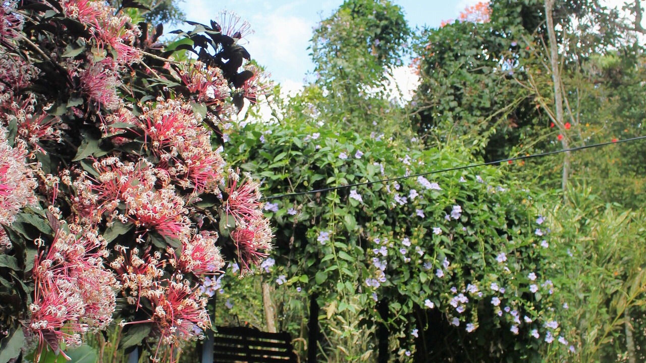 Photo of Outdoor in Los Cacaos