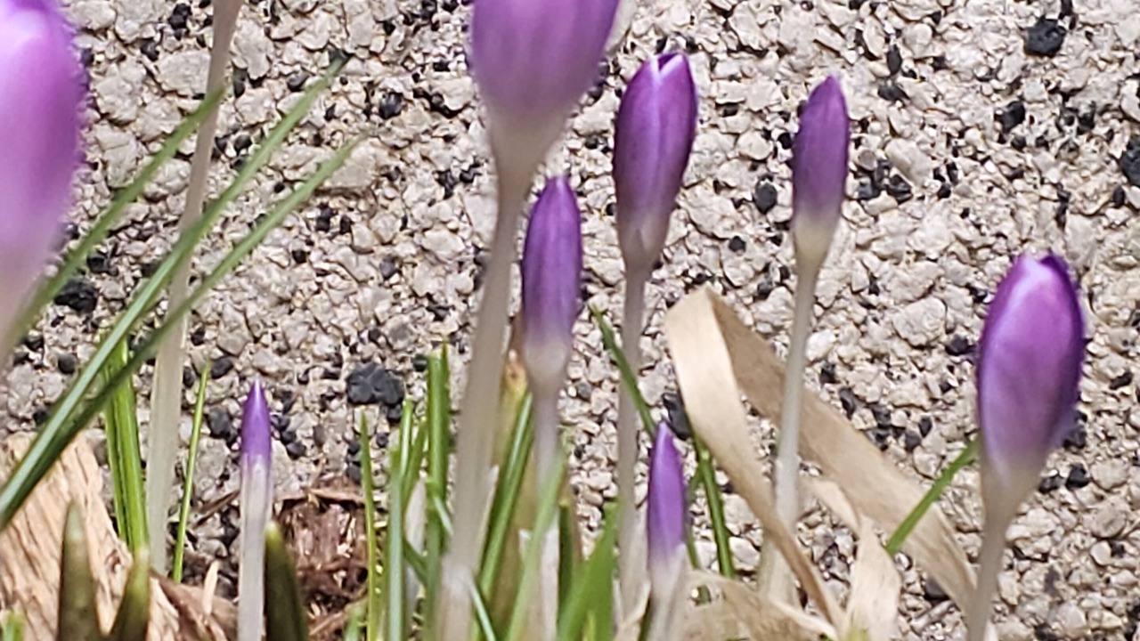 Photo of Outdoor in Alma Rosa