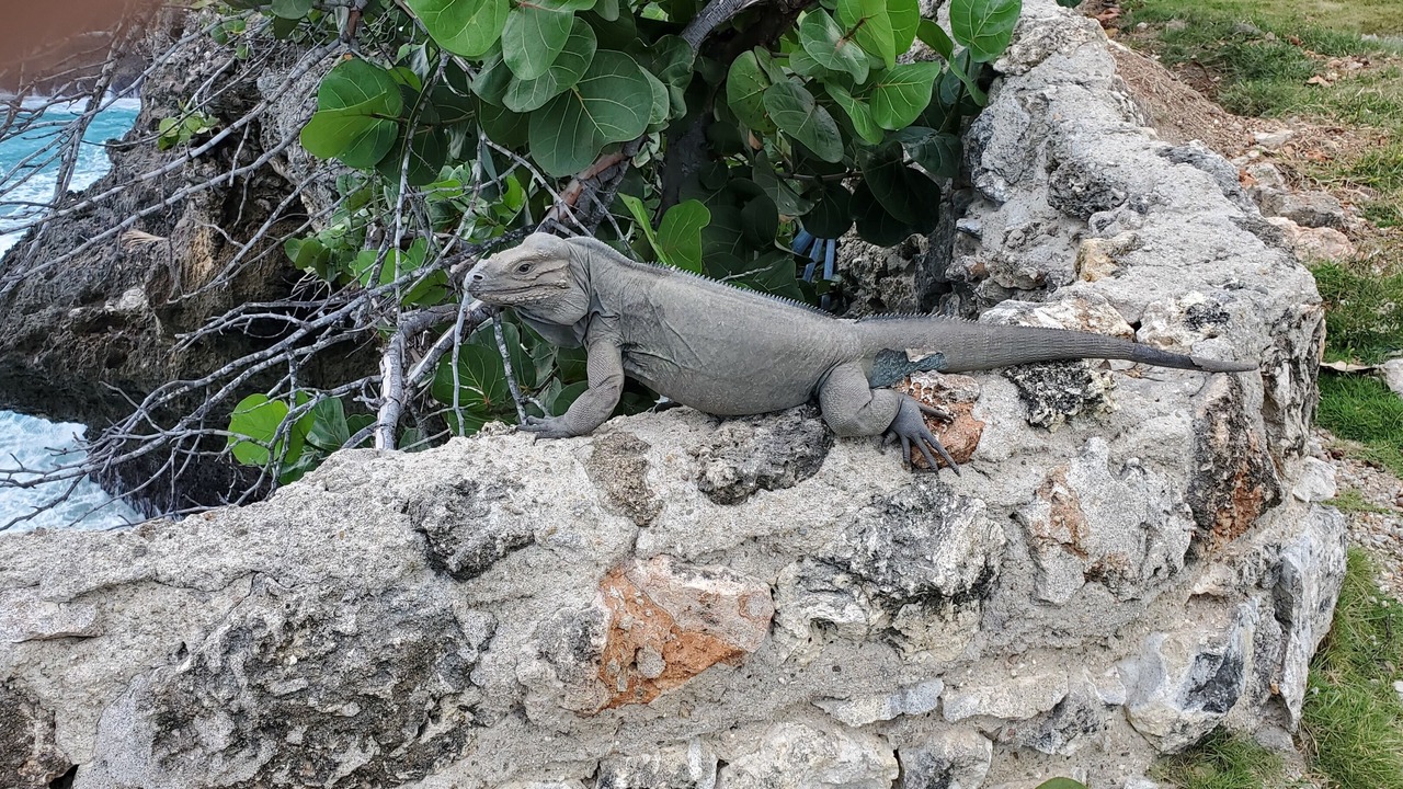 Photo of Others in Gascue