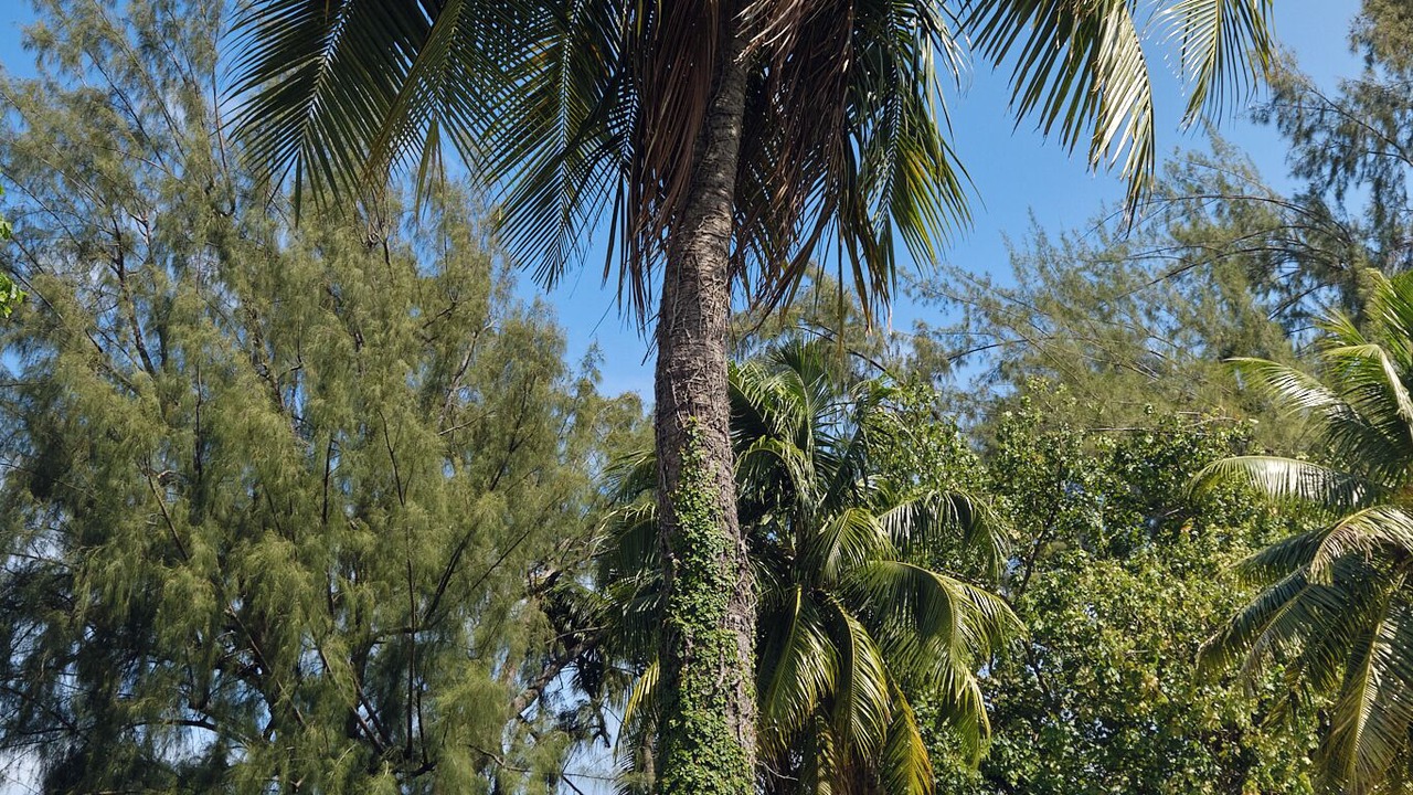 Photo of Outdoor in Arue