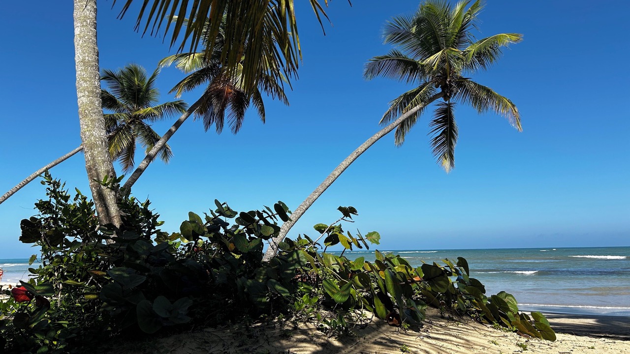Photo of Others in Puerto Bahia