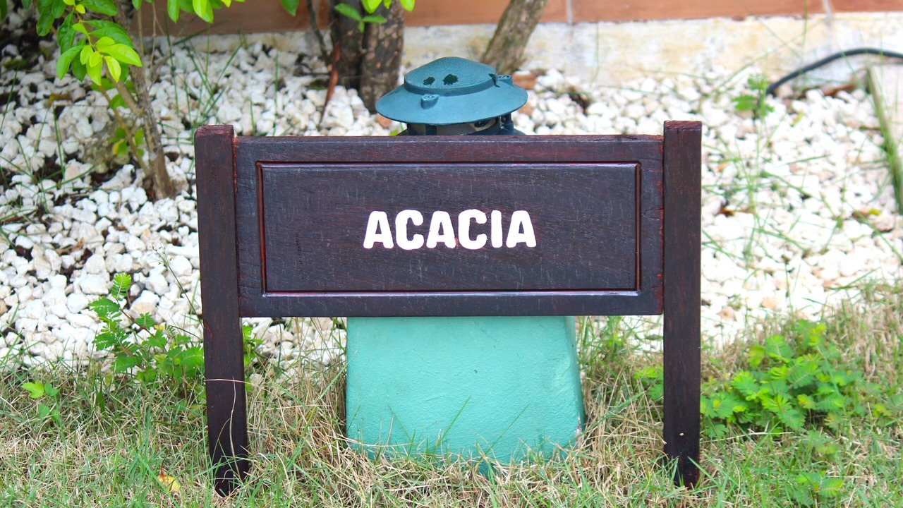 Photo of Others in Bavaro