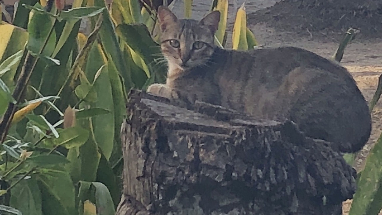 Photo of Others in Las Canas