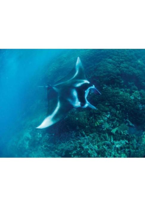 Photo of Others in Naviti Island