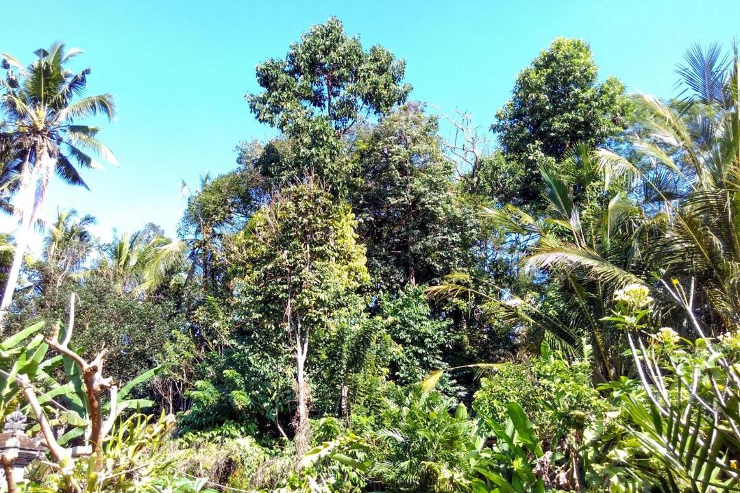 Photo of Outdoor in Kedewatan