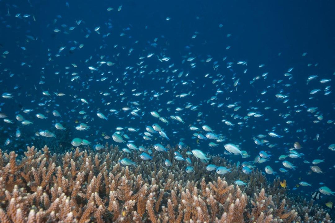 Photo of Others in Taveuni Island East