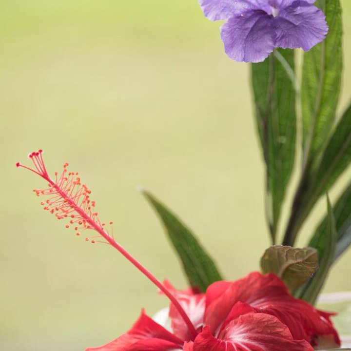 Photo of Others in Taveuni Island East