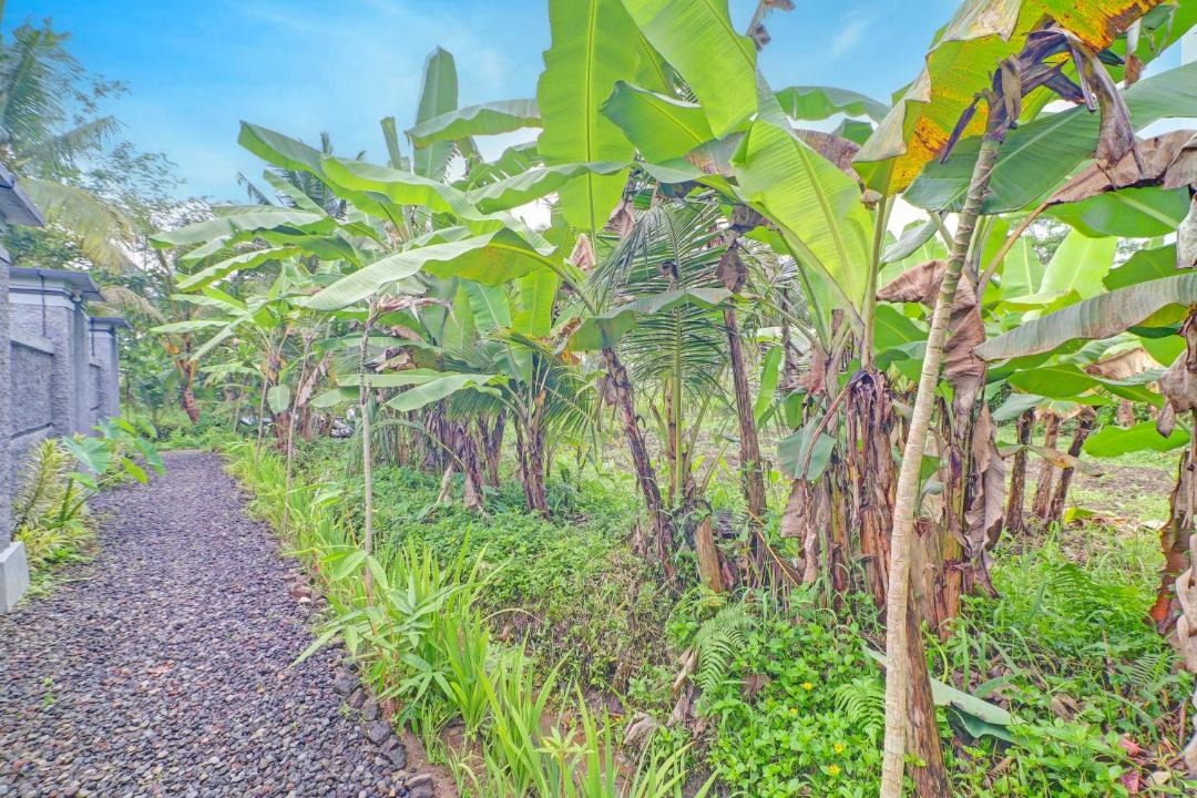 Photo of Others in Ubud