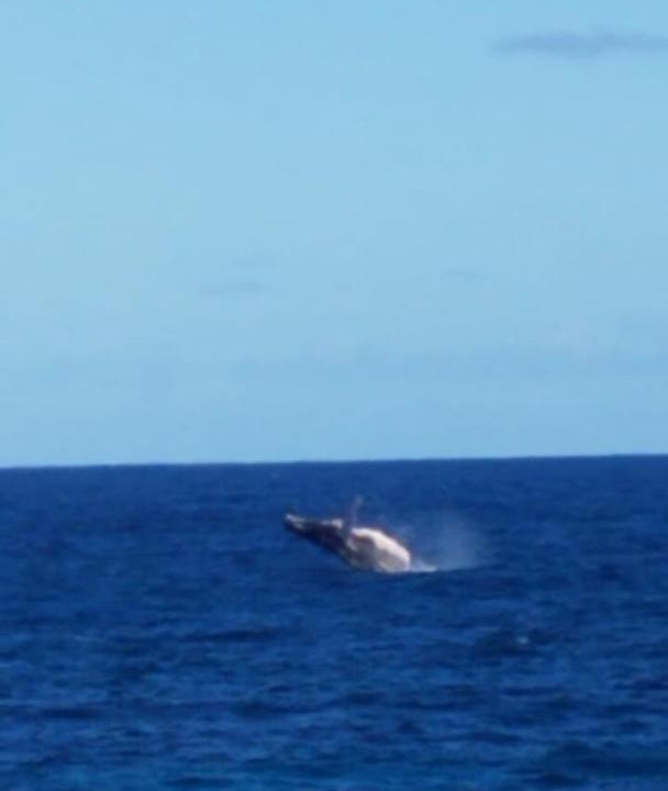 Photo of Others in Samana